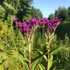 Tall Ironweed thumbnail 2