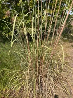 ravenna grass thumbnail 2