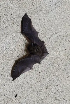 Keen's Myotis thumbnail 1