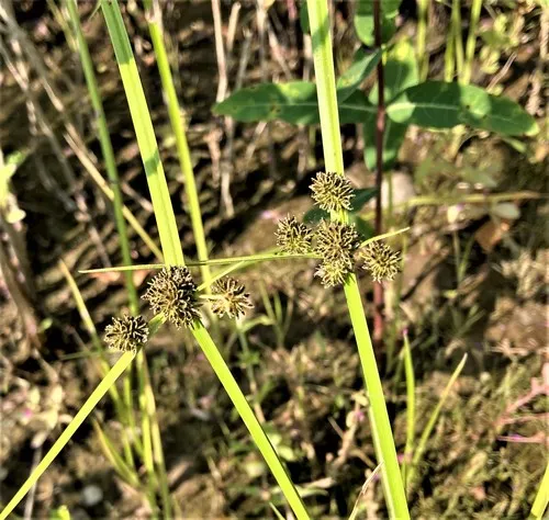 Variable Flatsedge