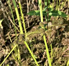 Variable Flatsedge thumbnail 1