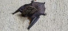 Keen's Myotis thumbnail 2