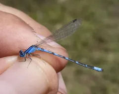 Arroyo Bluet thumbnail 3