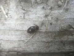 Lycoperdina ferruginea thumbnail 3