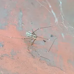 Manuel's Cellar Spider thumbnail 4