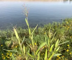 hairy rosette-panicgrass thumbnail 3
