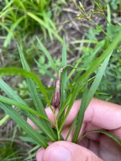 Dasineura carbonaria thumbnail 2