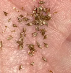crested sedge thumbnail 4
