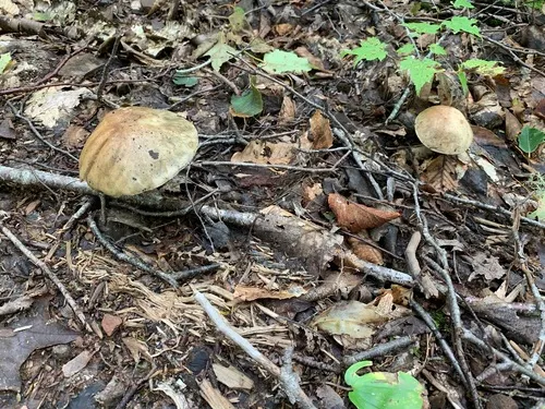 Leccinum insolens