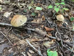 Leccinum insolens thumbnail 1