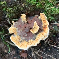 Orange Rough-cap Tooth thumbnail 3