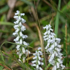 nodding ladies' tresses thumbnail 3