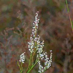Coastal jointweed thumbnail 3