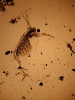 Sida crystallina thumbnail 3