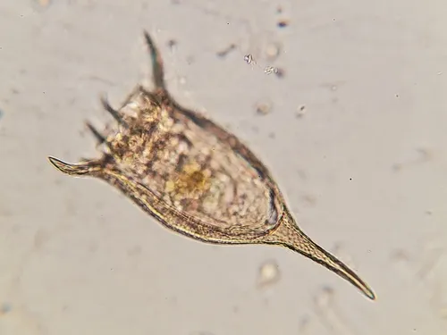 Keratella taurocephala