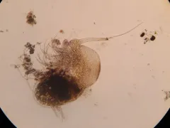 Polyphemus pediculus thumbnail 2