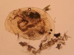 Sickle Waterflea thumbnail 3