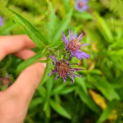 Great Northern Aster thumbnail 4