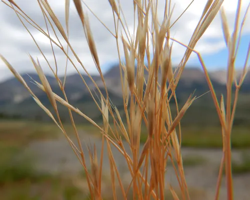 North Africa Grass
