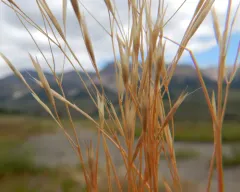 North Africa Grass thumbnail 1