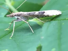 Udea itysalis thumbnail 3