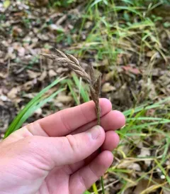 palm sedge thumbnail 4