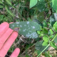 Golovinomyces monardae thumbnail 3