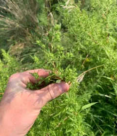 willowleaf aster thumbnail 3