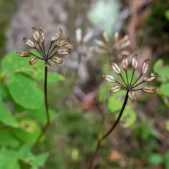 Spleenwortleaf Goldthread thumbnail 2