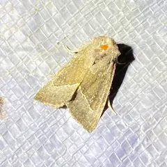 Stalk Borer Moth thumbnail 4