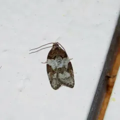 Western Black-headed Budworm thumbnail 3