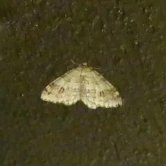 Welsh Wave Moth thumbnail 2