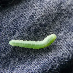Green Alder Sawfly thumbnail 3