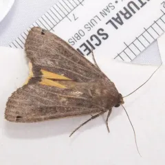Large Yellow Underwing thumbnail 4