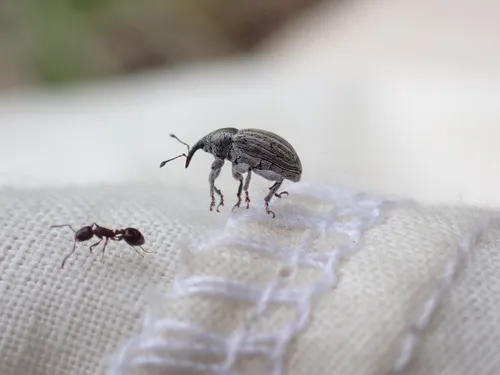 Tychius lineellus