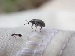 Tychius lineellus thumbnail 1