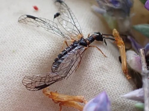 Negha inflata