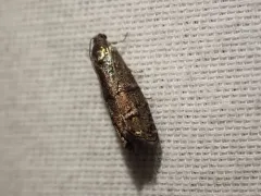 Ponderosa Pine Seedworm Moth thumbnail 2