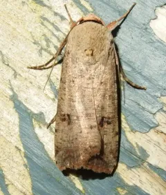 Green Cutworm Moth thumbnail 3