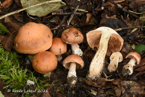 Cortinarius phaeochrous