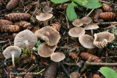 Mycena tenax thumbnail 4