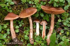 Cortinarius orasericeus thumbnail 4