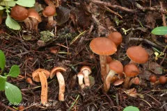 Cortinarius mammillatus thumbnail 4