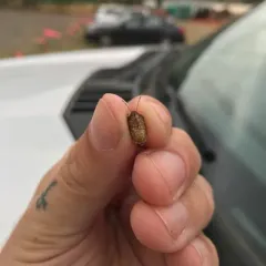 Muddy Stink Bug thumbnail 2