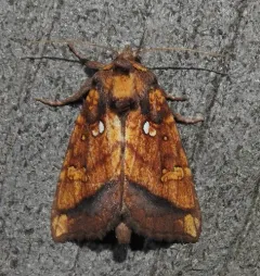 Columbine Borer Moth thumbnail 3