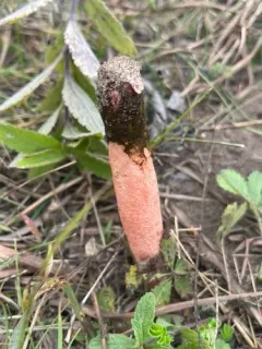 Devil's Stinkhorn thumbnail 4
