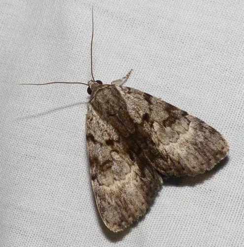 Gloomy Underwing