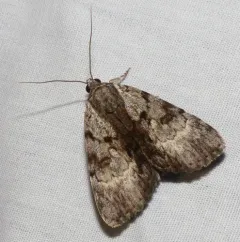 Gloomy Underwing thumbnail 1