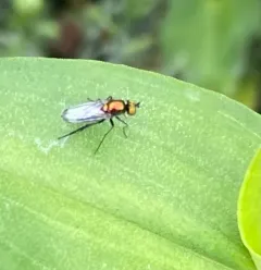 Dolichopus setifer thumbnail 2