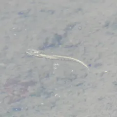 Blackstripe Topminnow thumbnail 3